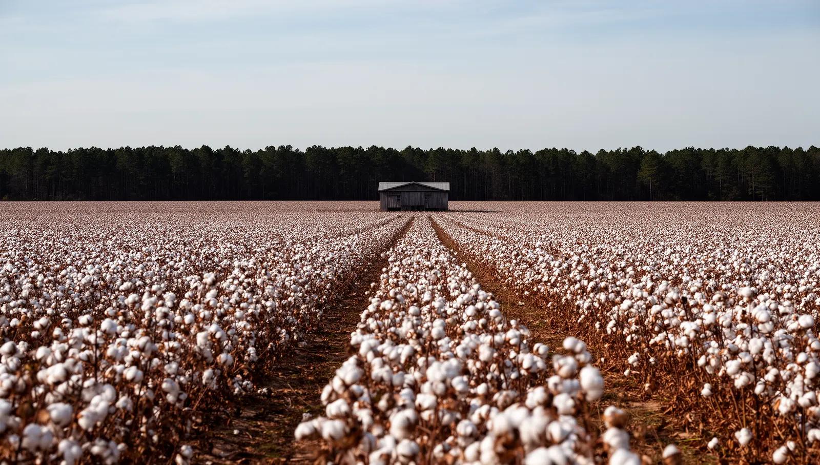 Cotton fields at harvest, Edgecombe County, North Carolina